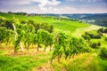 Famous heart shaped road at vineyards ÃÂ piÃÂnik in Slovenia. Rows vineyards near Maribor, close to the Austrian.